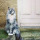 muddlemore:supermodelcats: