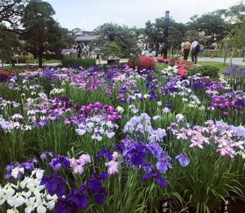 ＼おにわさん更新情報／ [ 東京都葛飾区 ] 堀切菖蒲園 Horikiri Shobuen Iris Garden, Katsushika-ku, Tokyo の写真・記事を更新しました。 ―― #歌