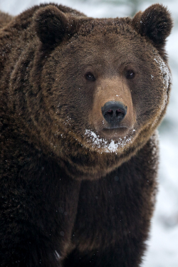 wonderous-world:  Brown Bear In the Snow