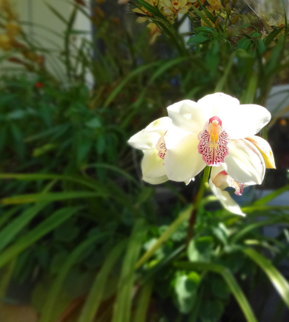 robertpatrick:  irony is wasted on the orchid. 