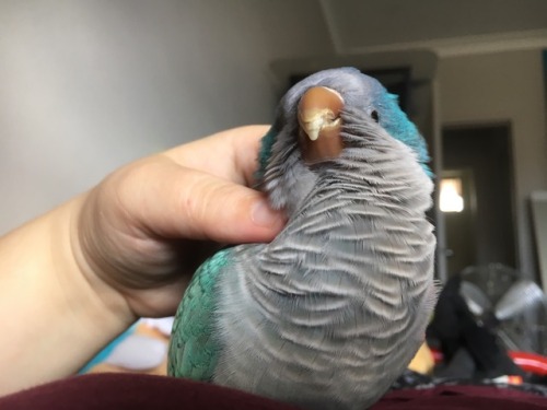 Pet the bird