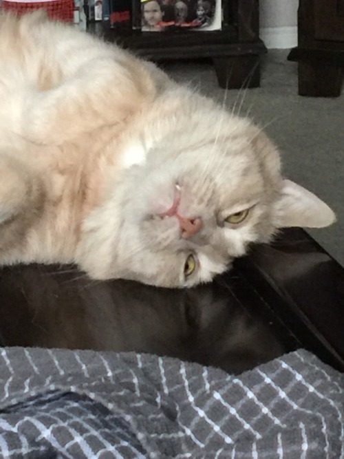 The faces a tuckered and sleeping kitty makes.(submitted by @gebbeson1024)