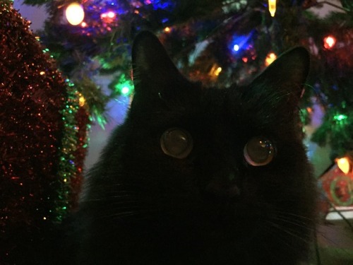 ihatejess:My cat, Stevie, says Happy Winter Solstice. ❤️✨❄️✨❤️