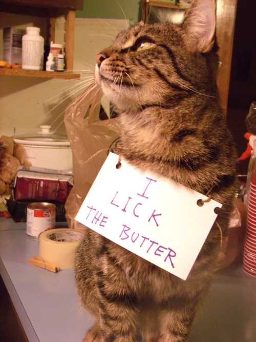 celestialbesties:  catsbeaversandducks:  Being a cat owner is full of surprises. More naughty cats HERE. Via Distractify  Look at how proud the butter one is though. Yes.  I do lick the butter 