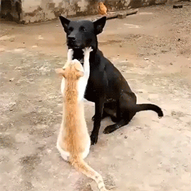 Sex fluffygif:Aww ♡ pictures