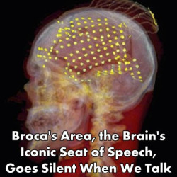 neurosciencenews:Broca’s Area, the Brain’s Iconic Seat of Speech, Goes Silent When We TalkRead the full article: http://neurosciencenews.com/brocas-area-speech-neuroscience-1773/For 150 years, the iconic Broca’s area of the brain has been recognized