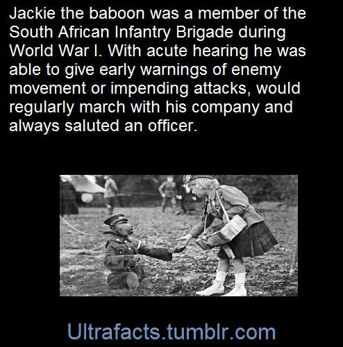 ultrafacts:  Source Follow Ultrafacts for more facts 