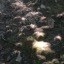 plural-terms-collection