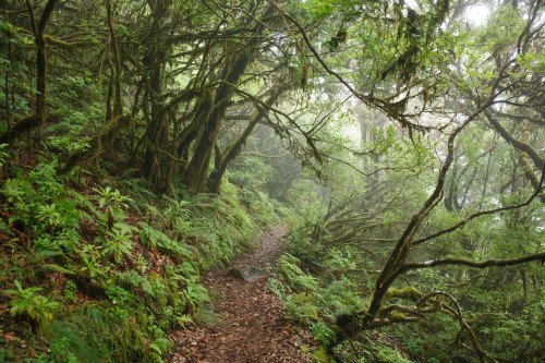 The Cloud Forest of Fanal by Ricardo PestanaFacebook | 500px | Instagram