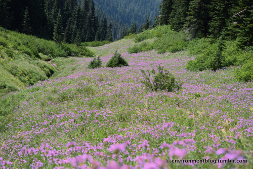 Mt Hood Wild Flowers The view on paradise trail on Mt. Hood was more beautiful than this picture sho