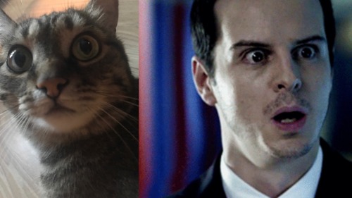 HELP ME MY CAT IS A FUCKING MORIARTY