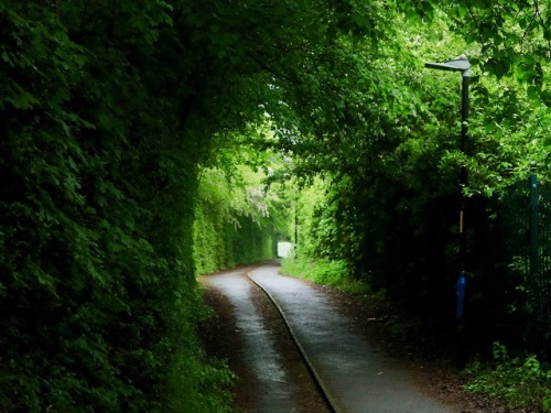 #365daysofbiking Tunnel vision:
May 9th - I had to go to telford - again, in stead but thankfully fairly light rain.
Whilst I might be rueing the grey and damp, the greenery appears to be loving it. On the cycleway from Telford Station to Priorslee,...