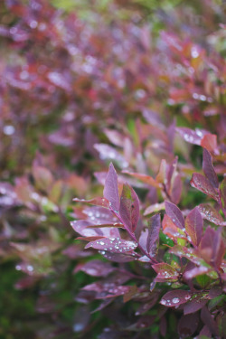 millivedder:Blueberry Bushes