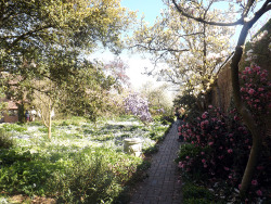 Sissinghurst Castle - gardens