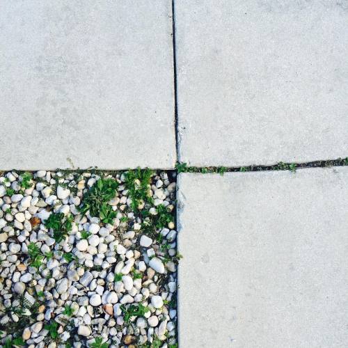 Nature blocking. #art #architecturalphotography #architectural #architecture #pavement #nature #artw