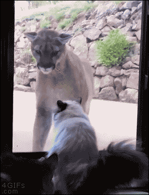 4gifs:House cat isn’t afraid of mountain lion. [video]