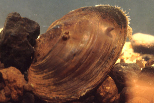 Tar River Spiny Mussel (Elliptio steinstansana)
….a species of freshwater Unionid bivalve which is now endemic to North Carolina, in the United States. Elliptio steinstansana used to be well distributed throughout the United States, but due to...