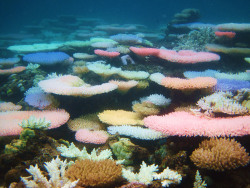 darksideoftheshroom:    A rare moment during the process of coral bleaching   