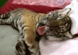 pookie-bear17:  if you like Tigers we have something in common 
