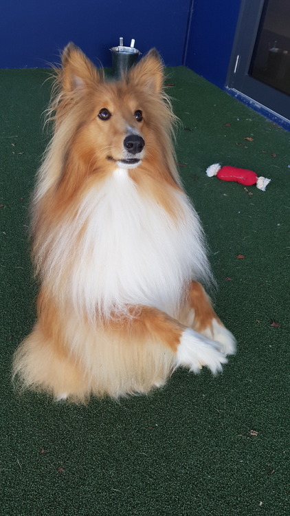 shetland sheepdog