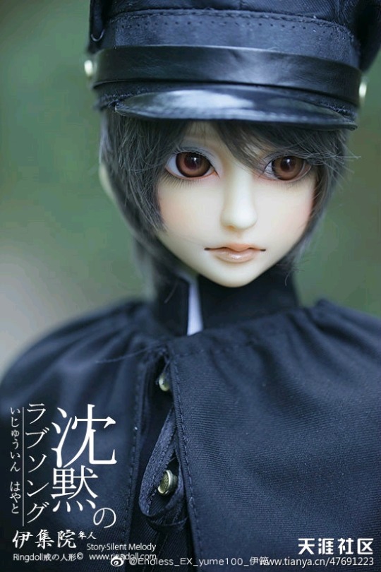 ringdoll senkai