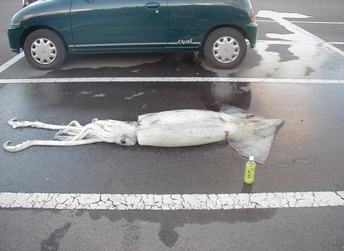 actuallyeggsy: the-eagle-atarian: Some crappy parent left their kid all alone in a parking lot smh