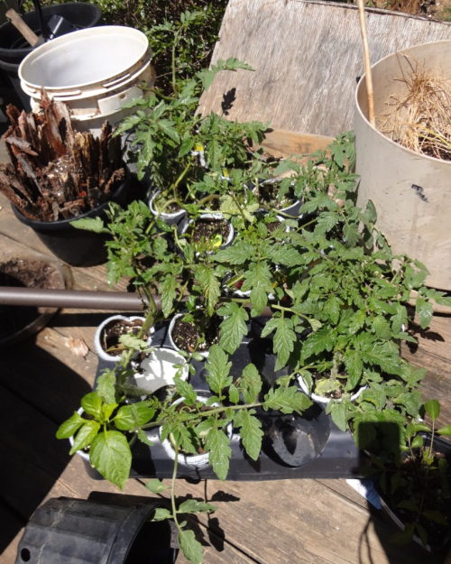 amberdepixi:Raised Beds and Making Do in the GardenEric and I have been working on our rental proper