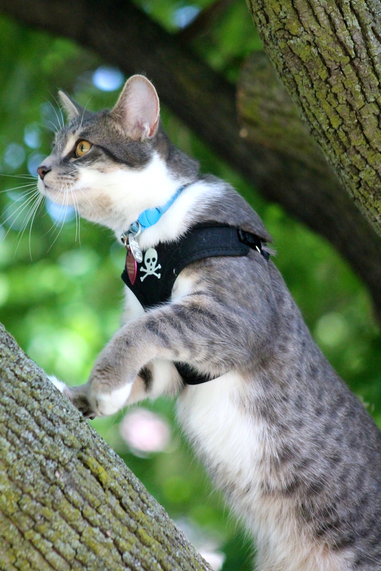 vet-and-wild:  Following my lengthy text post about why outdoor cats are bad, here’s