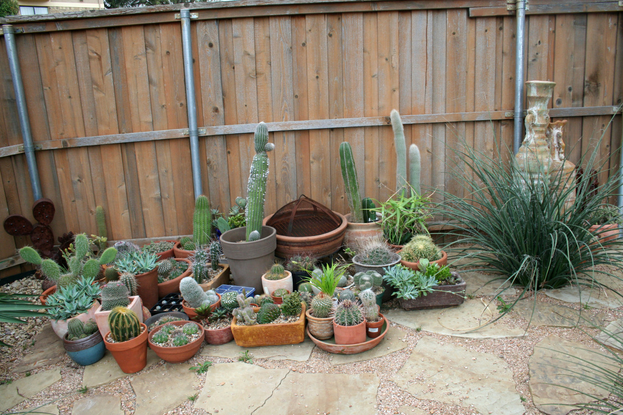 Here is most of the collection that over-wintered in the greenhouse at Hawaiian Tropical Plant Sales. They will be up against the fence for a few weeks until they have adjusted to the higher light levels, and then I can start organizing them. I have...