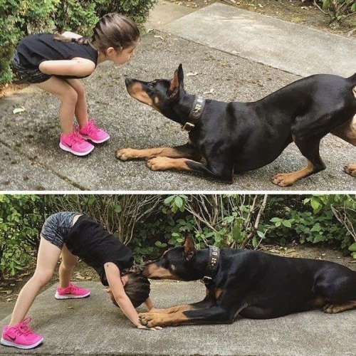 dailydoseofdoberman: Some more cuteness :)