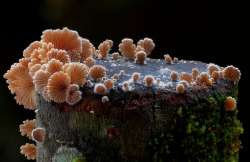 kateoplis:  Fantastic Fungi 