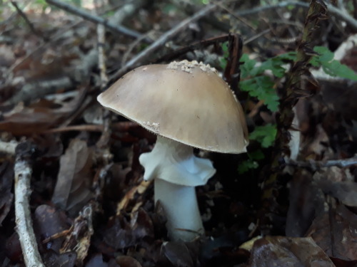 Peak district, UK, August 2021Panther cap / false blusher (Amanita pantherina) This is fairly u