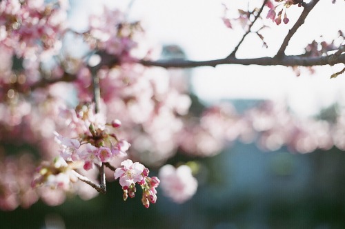 photogranuts:河津桜