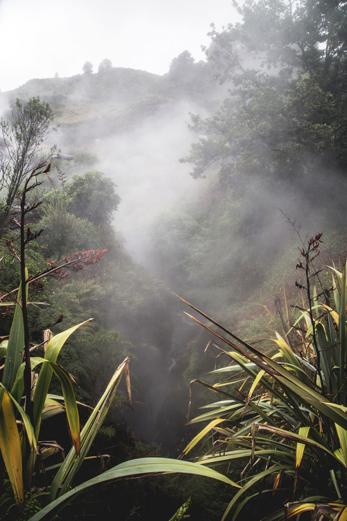 piavalesca:steaming creek