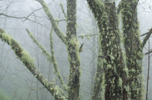 expressions-of-nature:Adygea Mists by I Can Win