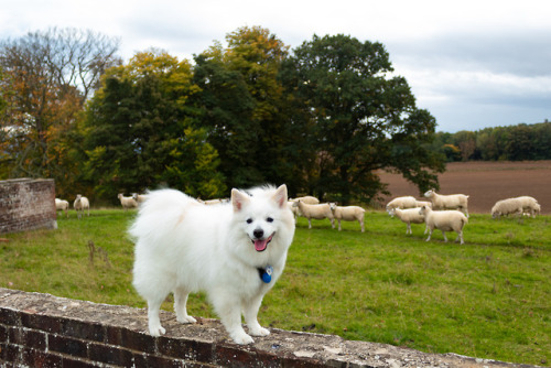 nixtevs-hugo-boss: A sheep imposter