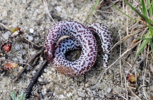 wapiti3: The checkerboard worm lizard, Trogonophis wiegmanni,  is a species of reptile in theTrogo