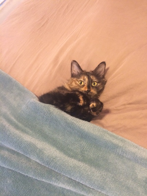 shampain-cocaine:Also look at these fucking pictures the cat sitter sent of my baby