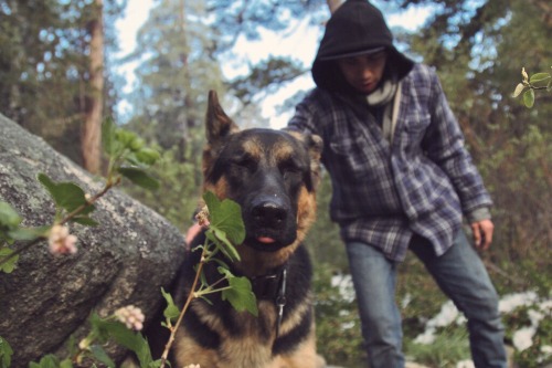 handsomedogs:  This is my dog, Atlas. Purebred German Shepherd. And he loves to camp.