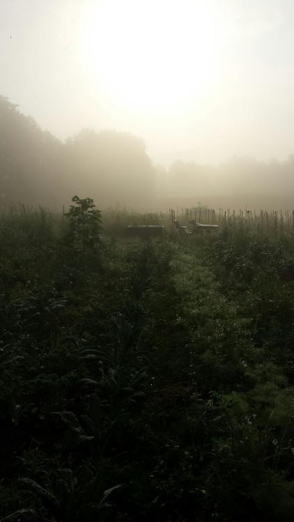 18dayswopower: Harvesting kale in the garden this morning.