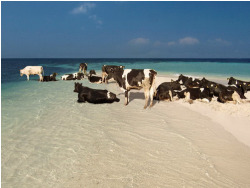inebriatedpony:   friends  Beach cows! 