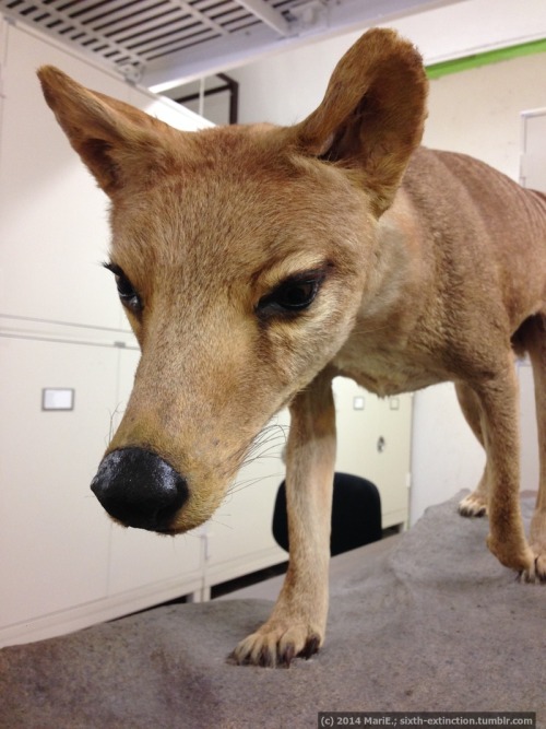 sixth-extinction:I was fortunate enough to finally view this beautiful thylacine specimen behind the