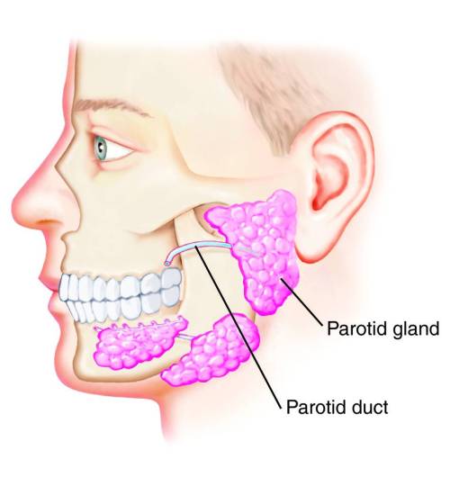Diagram of Parotid Gland and Parotid Duct.