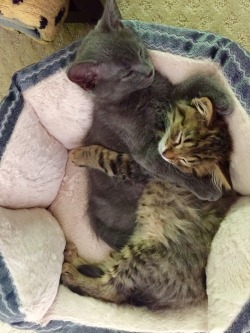 awwww-cute:  Got a brother for our kitten