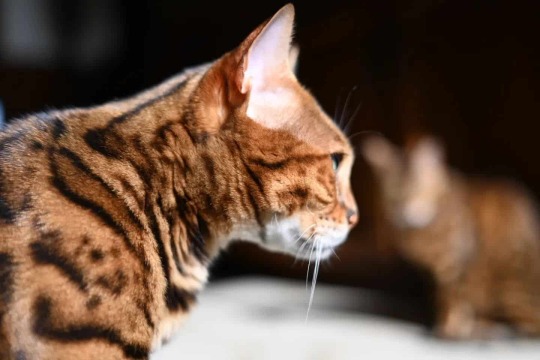 ¿Los Bengal Cats son buenas mascotas?