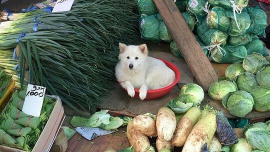 anarchy-kisses:May I present to you:Book sellerCrystal seller He sells flowers She will sell you a pumpkin this fallWould you like to purchase.. bean?They are regulars. They buy mushrooms for soup She has more options Don’t be scared, he’s just been