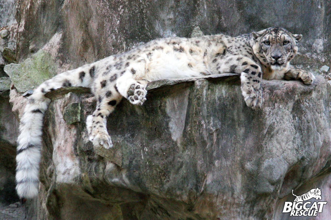 bigcatrescue:  Snow Leopards are truly gorgeous creatures! Here’s an organization