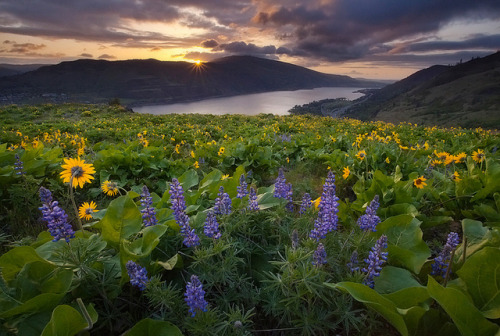 Spring Wildflowers - Rowena, Oregon by Lightvision [光視覺] on Flickr.