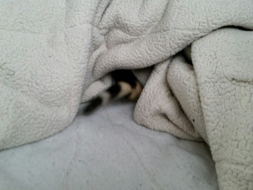 spookypons:  Cat gets eaten by blanket. 