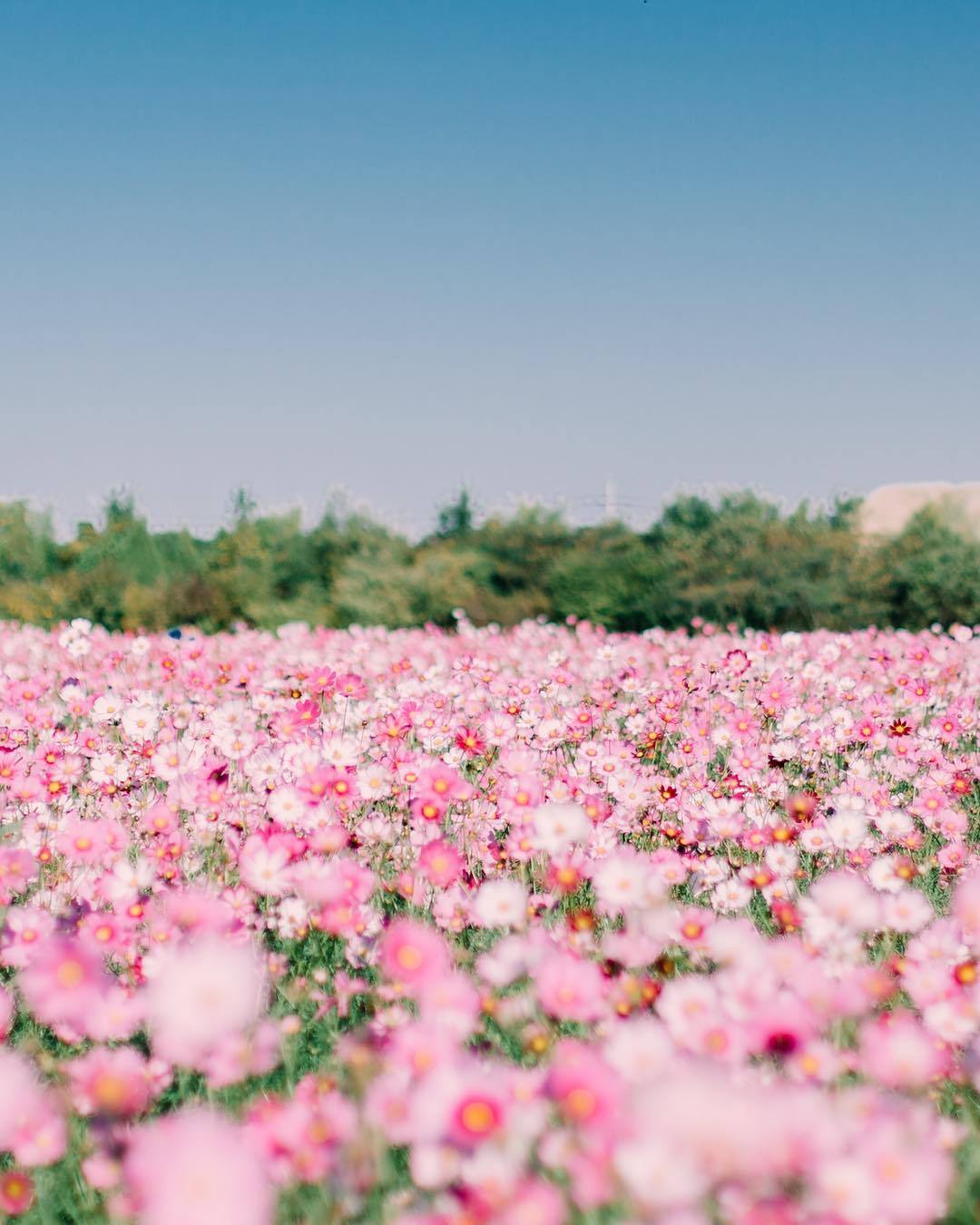 floralls:by _peppermint.b